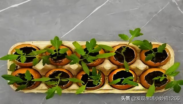 手机进水了怎么处理，分享20个生活小妙招（手机进水的紧急处理方法）