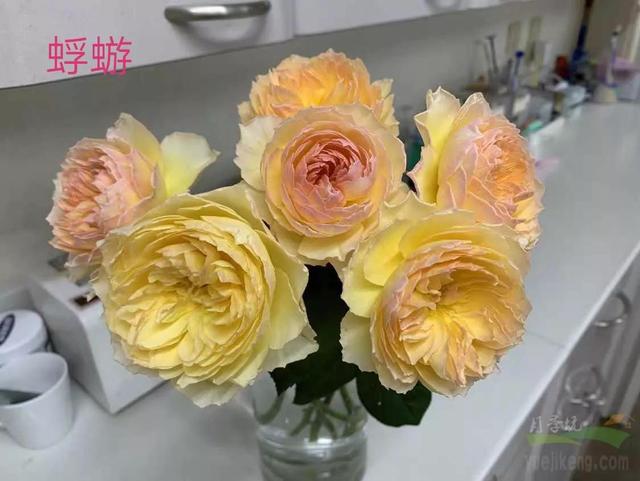 切花月季哪几个品种比较好，常见切花月季一览