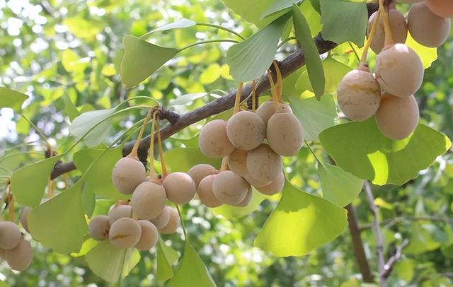 农村产生的八种野果，如果你家在农村