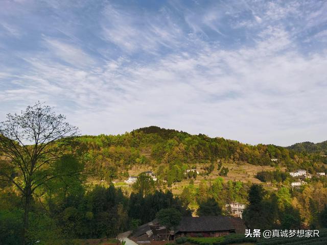 他好像一条狗感悟，周星驰《大话西游》这句话为何这么触动人心