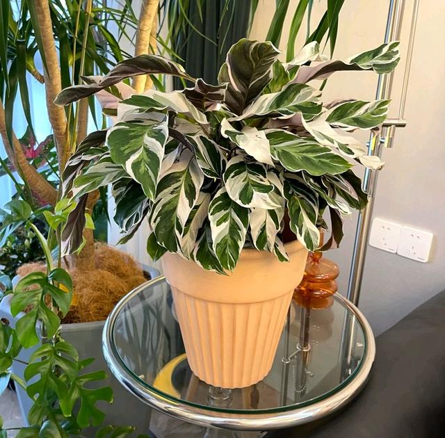 花期长的网红植物，年年是“开花机器”