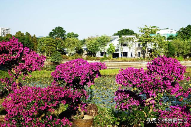 夏天开花的植物，家里养能开花的植物一年四季开花（热不死、晒不死）