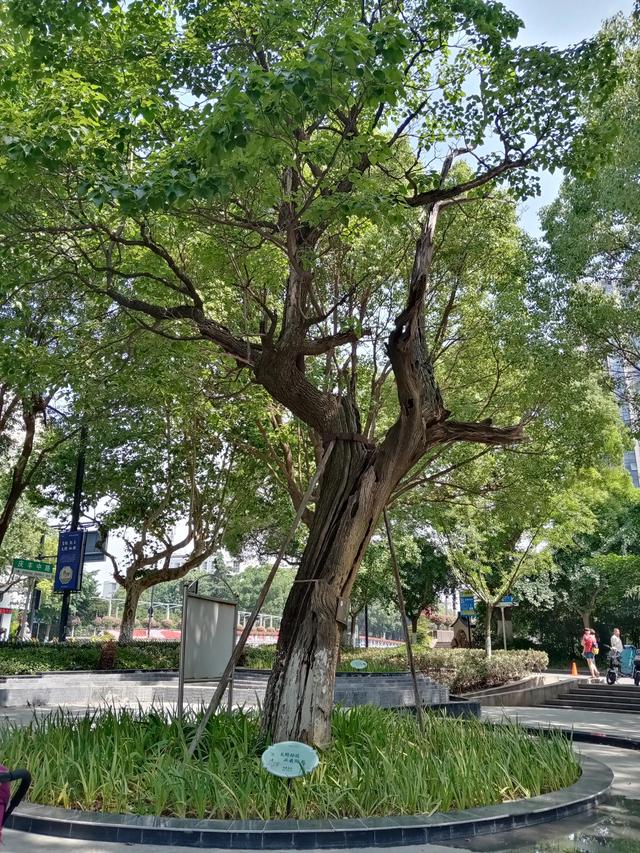 怀念我父亲，怀念我的父亲