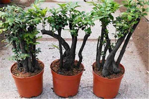 小叶紫檀盆景图片，小叶紫檀盆景养护技巧（盆景首选小叶紫檀）
