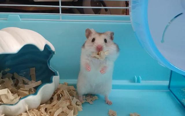 新手如何养仓鼠，养仓鼠新手入门要注意什么（新手养仓鼠需要注意什么）