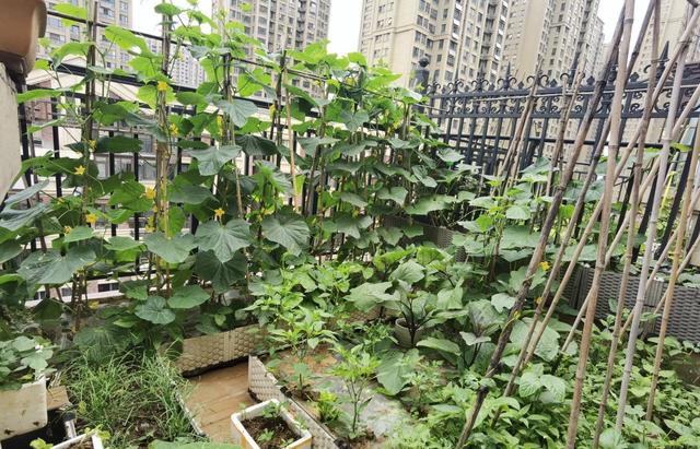 阳台种什么菜就够一家人吃了，9月10月阳台种这3种菜