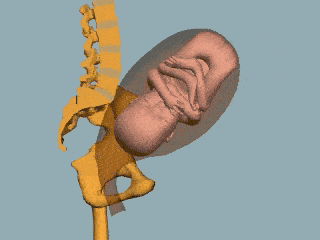 雌雄莫辨图解，白话解剖一堆白骨