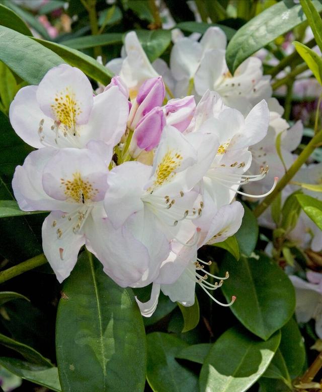 花开有期只为在最美时光里遇见你，一花一深情花如人生