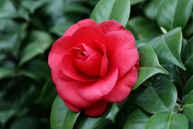 花卉图片及名称大全，常见绿植花卉及名称大全（100种常见花图鉴）