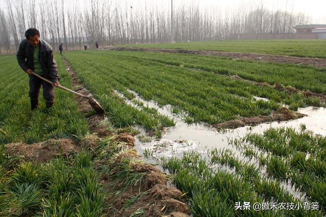 小麦苗弱发黄怎么处理，小麦黄苗问题年年发生