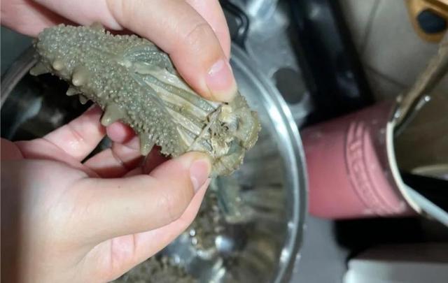 海参泡发的正确方法，泡发海参用对方法（快速泡发海参正确方法）