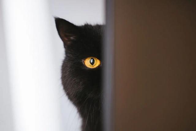 猫咪有这5个举动，猫咪这几种行为竟是在