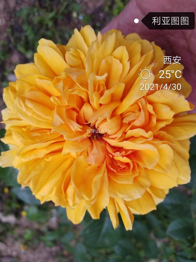 切花月季哪几个品种比较好，常见切花月季一览