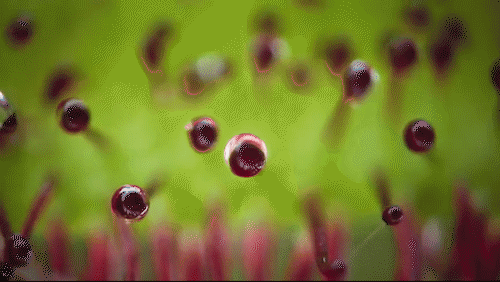 绿色星球有哪些，豆瓣评分9.8的绿色星球