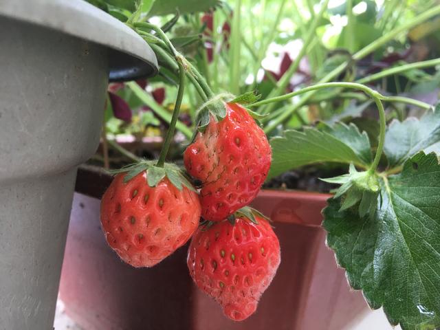 草莓盆栽怎么养，各种盆栽草莓的种植方法（家庭盆栽草莓的种植方法）