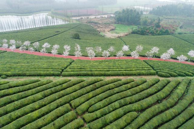 二月初一是什么日子，二月初一更讲究（人农历二月二龙抬头有何说法）