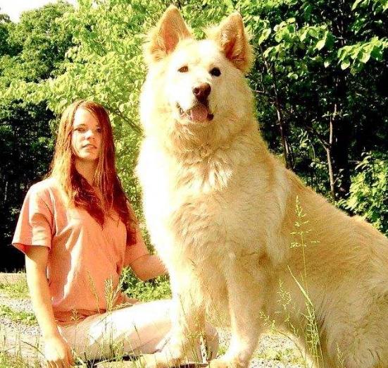 喜欢狗的女生性格，喜欢养狗的女生性格特点（一般是这6种，你是哪一类）