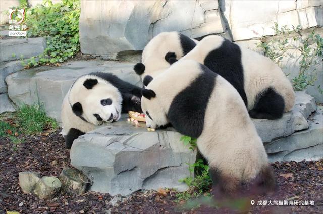各个年龄段的大熊猫，相隔12年出生的大熊猫