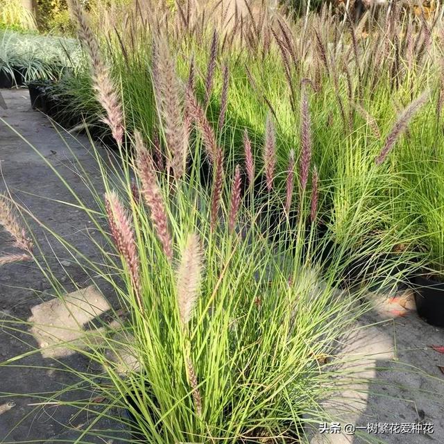 适合庭院养的草花，25种观赏草观叶赏花