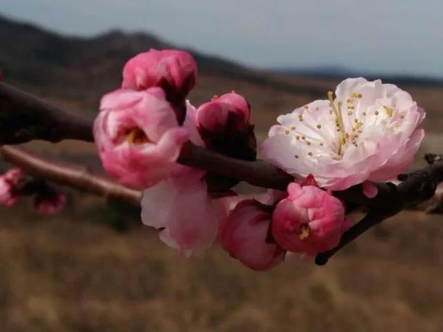 什么梅花品种好，梅花哪个品种比较好看