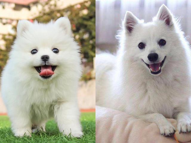 怎样分辨博美犬的性格，小博美的这几个性格特点