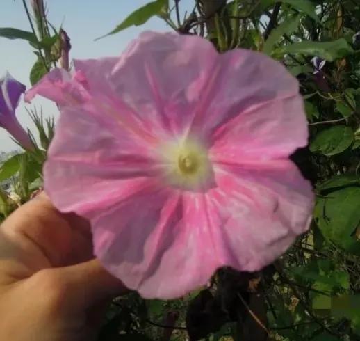 做梦也没想到牵牛花能开成这个样子，斗牛牛心脏（周公解梦：梦见这四种花草）