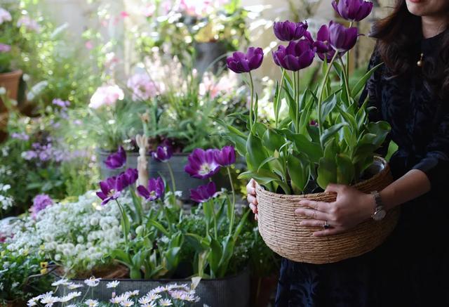 法式花园如何欣赏，海妈花园访问阳台花园满分案例