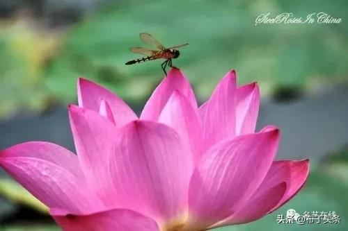 荷花诗词诗句，咏荷花诗词十四首