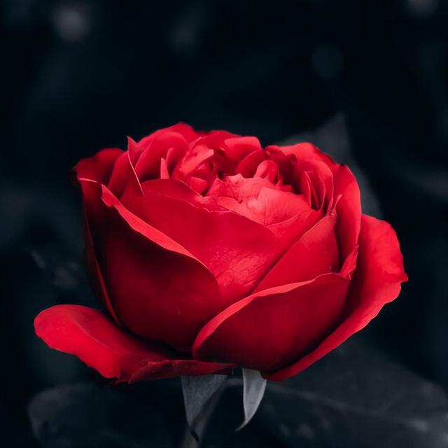 粉色龙沙宝石月季，粉色龙沙宝石和什么月季搭配好看（粉色的龙沙宝石复花了）