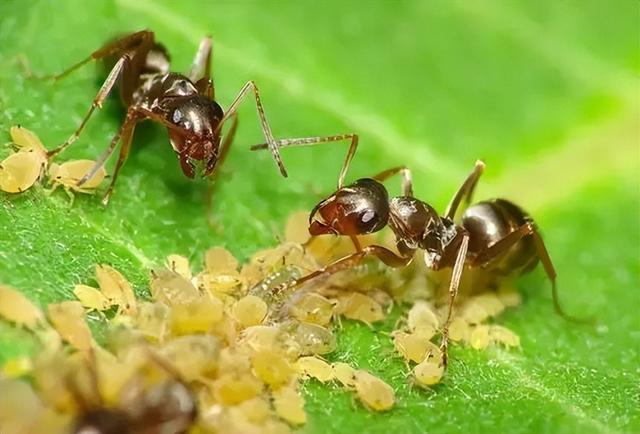 世界上最大的蚂蚁，世界上最大的蚂蚁在哪里生长（世界上最大的蚂蚁公牛蚁）