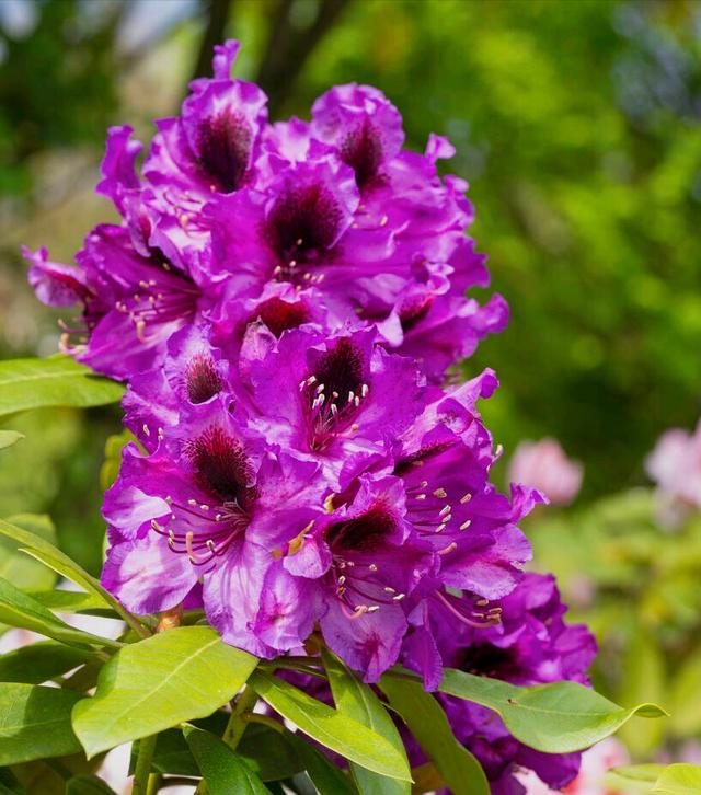 花开有期只为在最美时光里遇见你，一花一深情花如人生