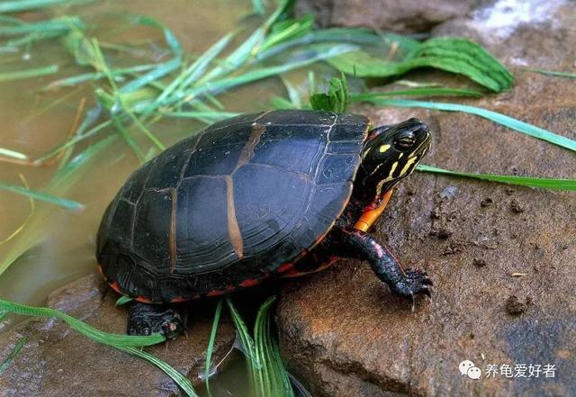 什么龟好养又好看，哪种龟好养且颜值高（还价格实惠的龟有哪些呢）