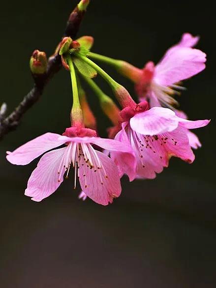 樱花花期说明图，樱花什么时候开花