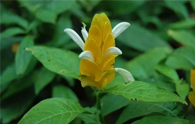 花卉图片及名称大全，常见绿植花卉及名称大全（100种常见花图鉴）