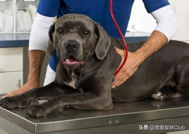 驱虫的正确方法和时间，养猪经：这样驱虫才能事半功倍