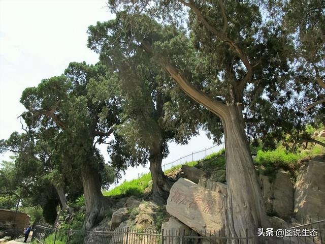 以稀奇的古树名木而闻名的村庄，光阴故事里的天水古树