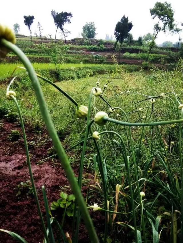 蒜苗和蒜苔的区别，蒜苗和蒜苔味道一样吗（好多人都傻傻分不清）