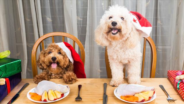 贵宾犬怎么养才不会被惯坏，泰迪犬<贵宾犬>怎么养才听话
