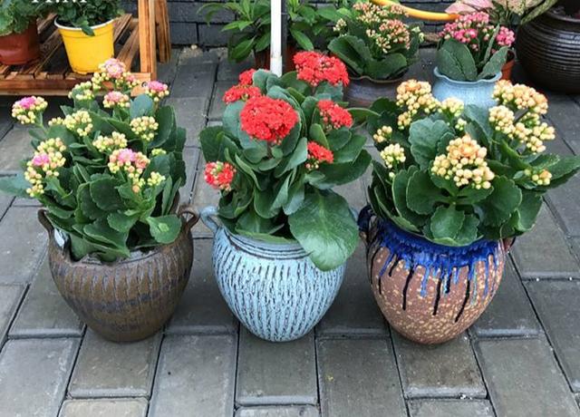 家里多养花的6大好处，10个养花好处