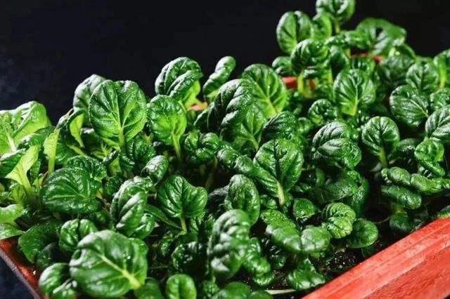 乌塌菜怎样过冬，冬季种菜天生不怕冷