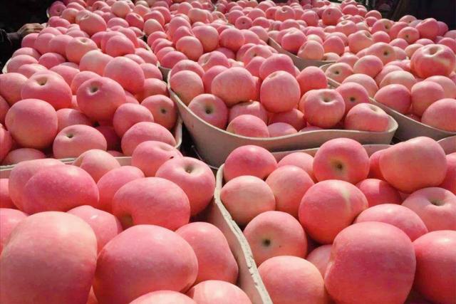 红富士苹果产地在哪里，第一个敢向我国大量出口红富士苹果的国家（红富士苹果是哪里引进的）