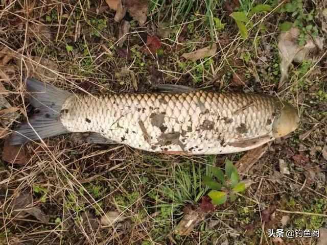 钓什么鱼用什么钩，钓鲫鱼草鱼鲤鱼都用什么钩（每一个都有自己的优点）
