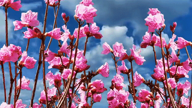 杜鹃最值得去的地方，赏杜鹃还有这些好地方…