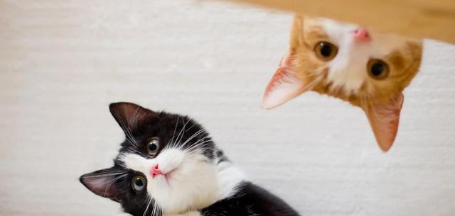 母猫应该绝育吗，它真的没有你想象的那么神奇