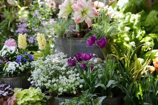 法式花园如何欣赏，海妈花园访问阳台花园满分案例