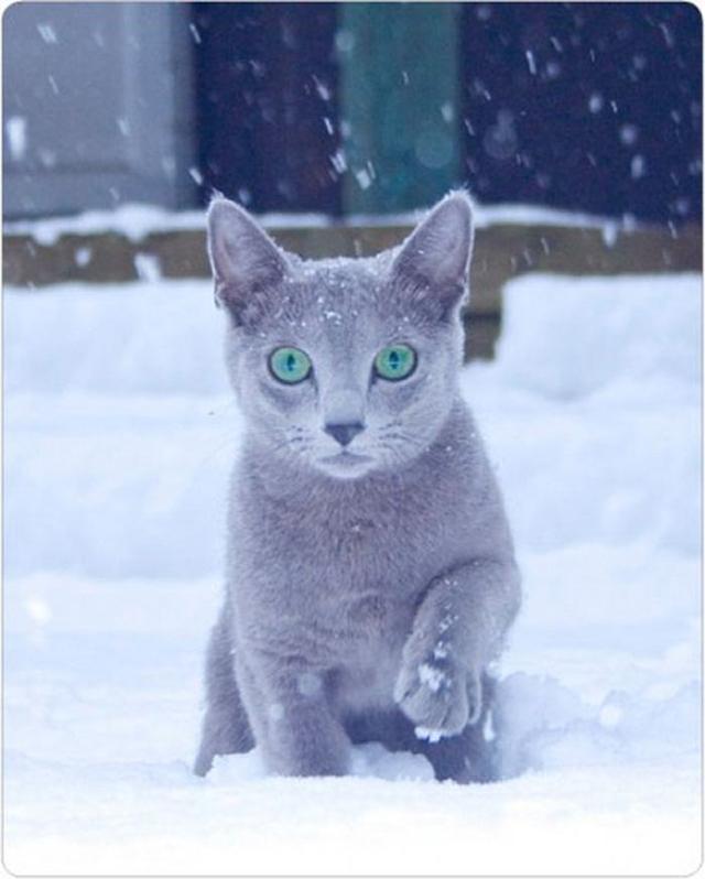 怎样才能看出猫在猫界是什么地位，铲屎官可以观察到猫的3个特点