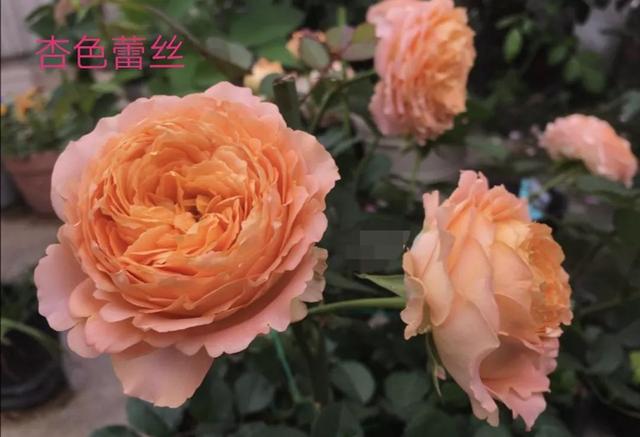 切花月季哪几个品种比较好，常见切花月季一览