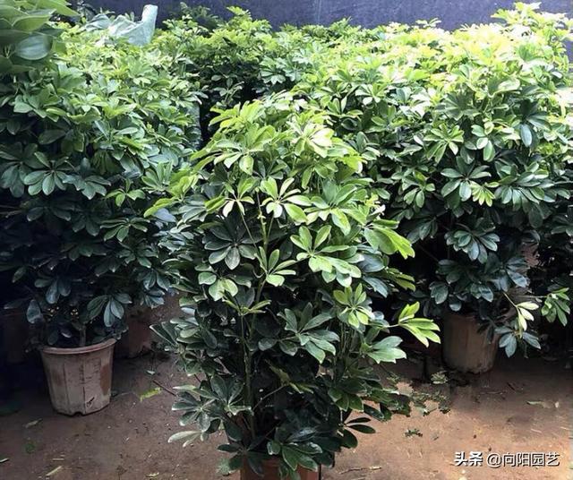 最适合室内阳台的十大植物，10种网红观叶植物