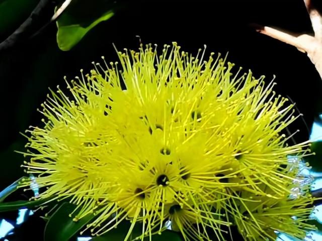 奇花异草160种，25种奇花异草第1集