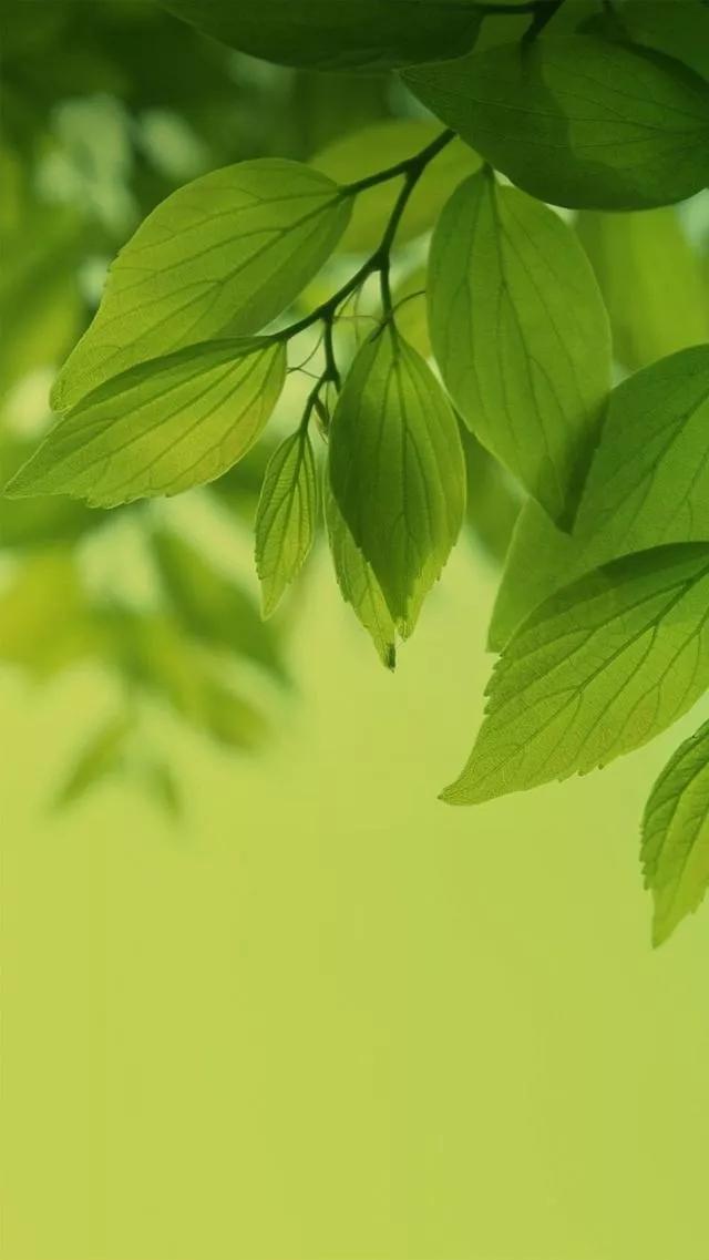 多种创意及超高清手机壁纸绿色，高清绿色系手机壁纸推荐